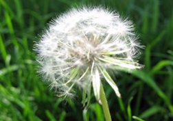 dandelion-grow-plant